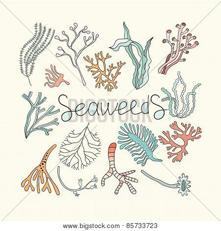 Seaweeds set