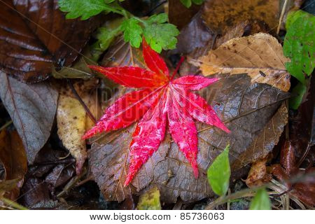 Red Maple Leaf