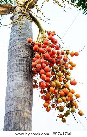 Cyrtostachys Renda (sealing Wax Palm, Lipstick Palm, Raja Palm, Maharajah Palm) , Ornamental Plant I