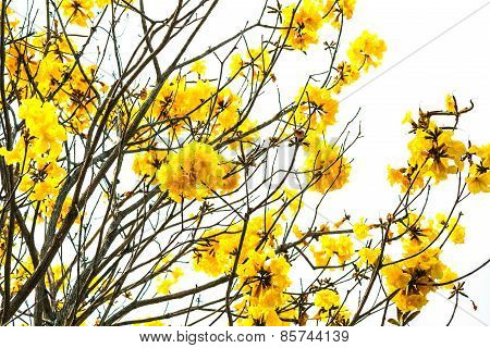 Tabebuia Chrysotricha Yellow Flowers.