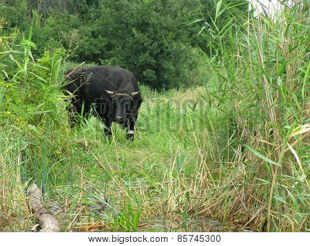 cow