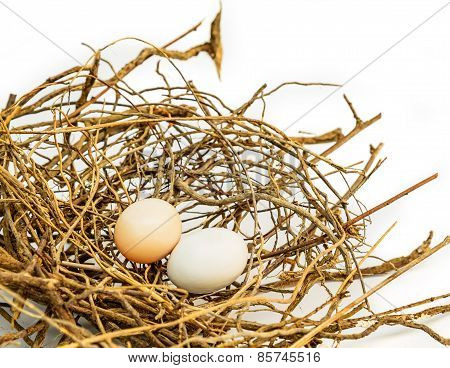 Bird Eggs And Net, Nest Zebra Dove (geopelia Striata).
