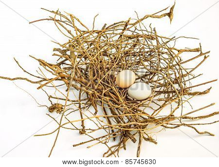 Bird Eggs And Net, Nest Zebra Dove (geopelia Striata).