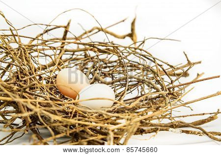 Bird Eggs And Net, Nest Zebra Dove (geopelia Striata).