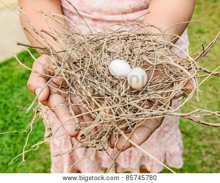 Bird Eggs And Net, Nest Zebra Dove (geopelia Striata).