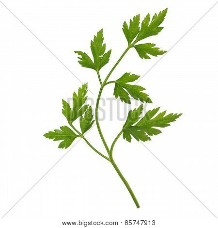 Parsley Aka Cilantro Isolated