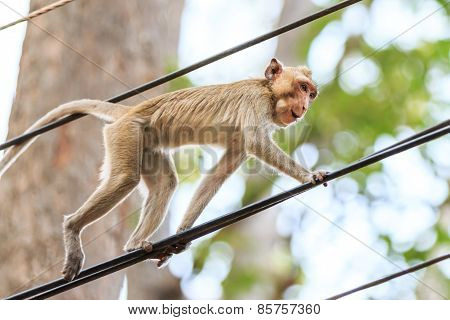 Monkey (crab-eating Macaque) Climbing On Power Cable In Thailand