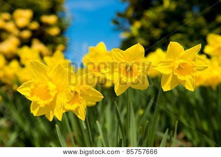 Yellow Daffodils In The Garden In Early Spring