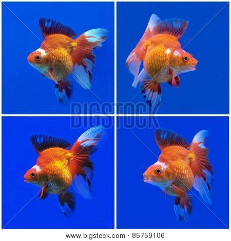 Goldfish