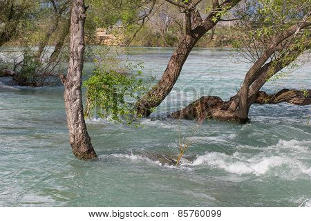 Flooded trees