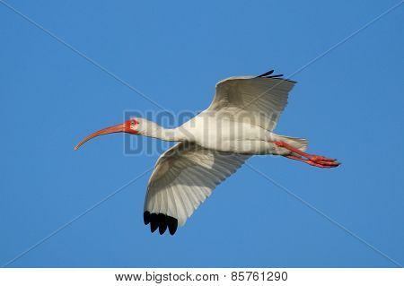 White Ibis Flying In Blue Sky