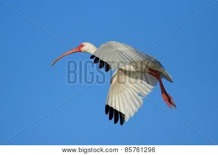 White Ibis Flying In Blue Sky