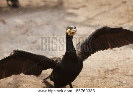 The great cormorant