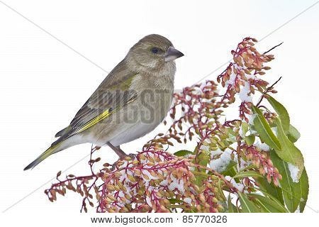 European greenfinch perched on flowers