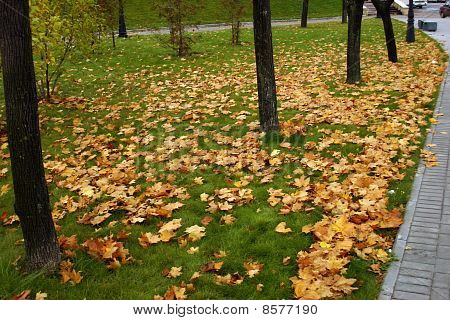 Verde e giallo