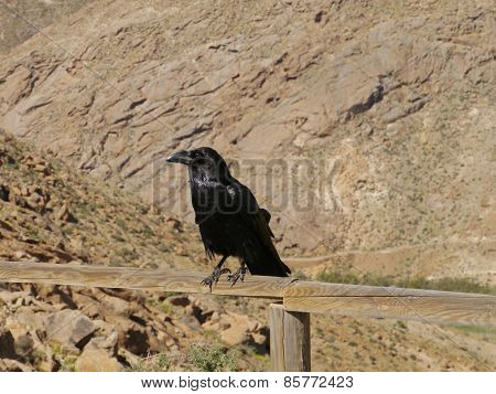 Canary Island Ravens