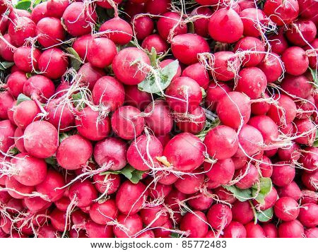 bounches of fresh radishes