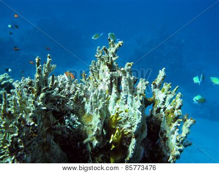 Colorful Coral Reef In Tropical Sea, Underwater