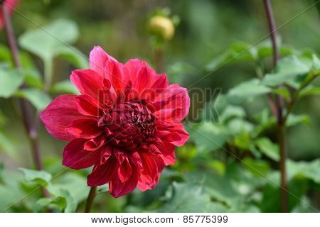 Red Dalia