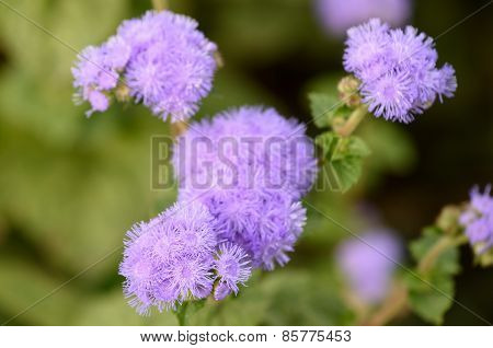 Ageratum Houstonianum