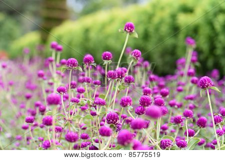 Gomphrena Globosa