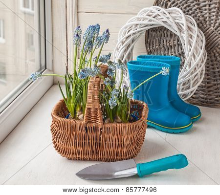 Muscari In The Basket And Shovel