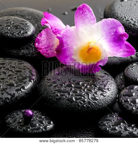 Beautiful Purple Orchid Dendrobium With Drops On Black Background, Closeup