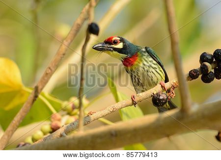 Coppersmith Barbet