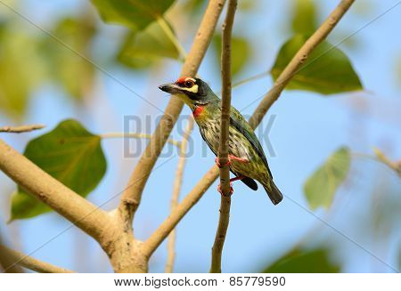 Coppersmith Barbet