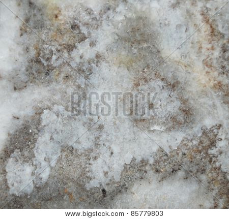 Grey mable