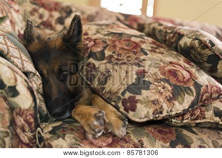 German shepherd dog covered with sofa pillows