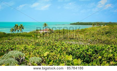 Tropical Paradise