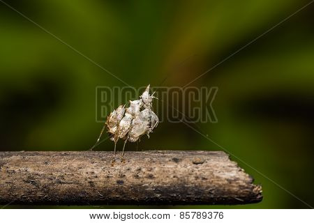 Unicorn Mantis