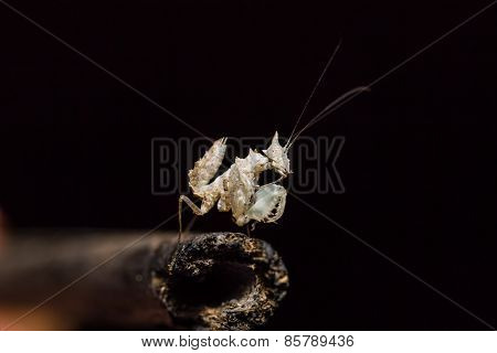 Unicorn Mantis