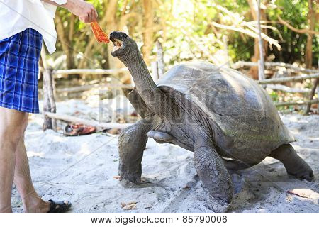 Aldabra giant tortoise reaching for the leaves in hand of tourist.