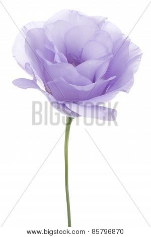 Eustoma