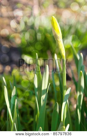 Narcissus Jonquilla
