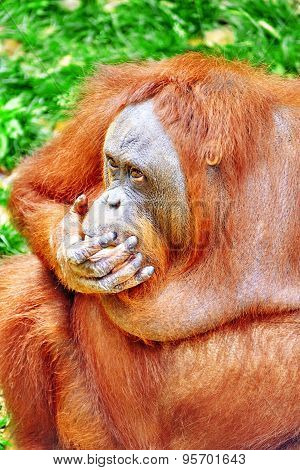 Orang Utan.