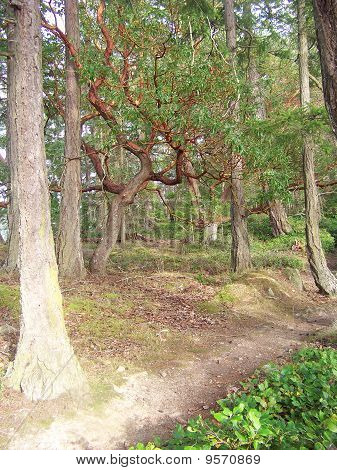 Arbutus drzewa w lesie