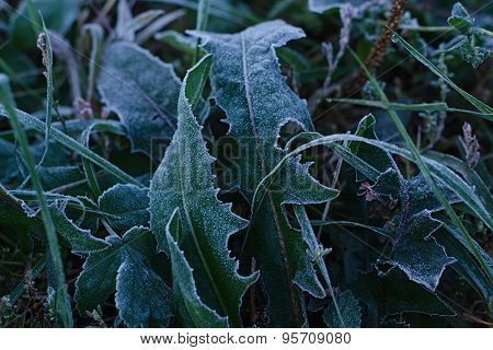 Frozen Grass