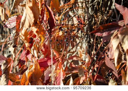 Wild Grape Red Leaves