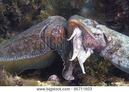 Cuttlefish Mating