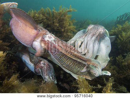 Cuttlefish Mating