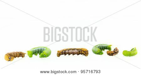 Collection Of Six Worms In Action