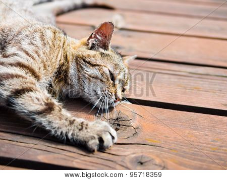 Lazy tabby cat lying on a wood, bright colours