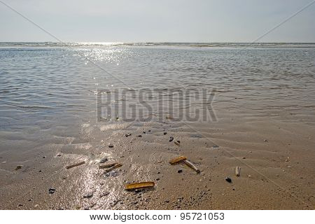 Razor shell dropped on a beach by the sea