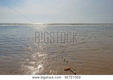 Razor shell dropped on a beach by the sea