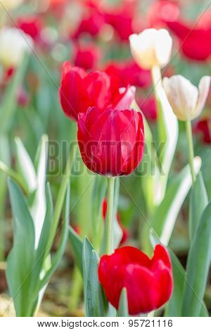 Blooming Spring Flowers Tulips In The Garden