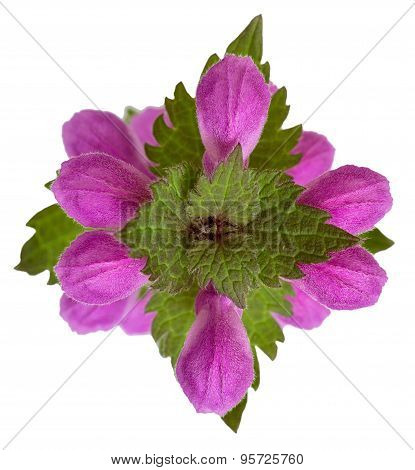 Dead Nettle