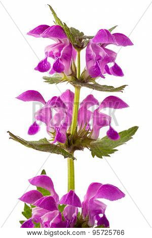 Dead Nettle